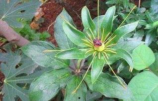 重楼娱乐吃瓜,揭秘娱乐圈最新“吃瓜”事件  第1张